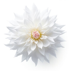 dahlia flower isolated on white