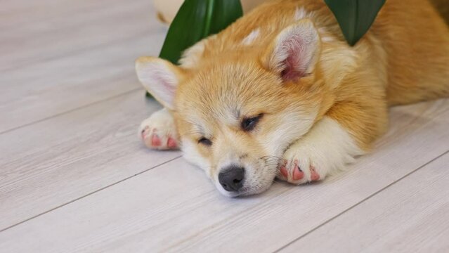 A cute Welsh Corgi puppy lies resting on the floor at home