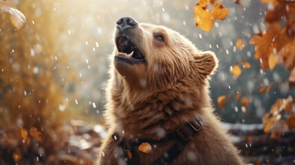 Happy bear rejoices in first snow.