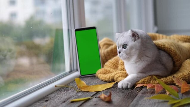 A small Scottish kitten is looking at a phone with a green screen. Advertising products for cats and kittens. Chroma Key. The cat lies near the window in a knitted orange sweater. Autumn concept.