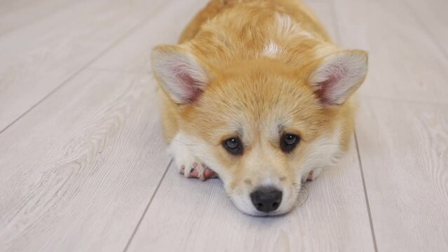 A very cute sad Welsh Corgi puppy is lying on the floor at home resting