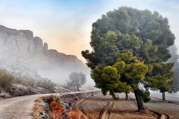 Niebla en el Camino Real