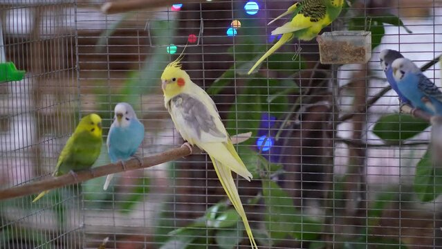 Beautiful parrots are sitting in the chamber. Lots of colorful parrots in the store.