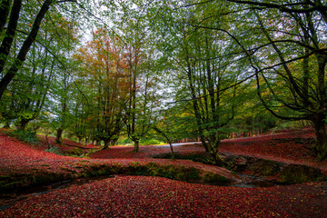 Otzarreta beech forest in autumn