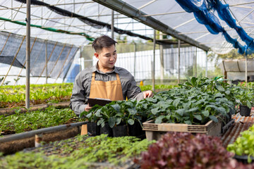 Asian local farmer is growing salad lettuce in greenhouse using organics soil approach for family own business and picking some for sale