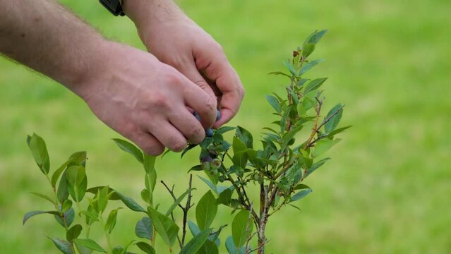 Close-up of a Hand Picking Up a Blueberry