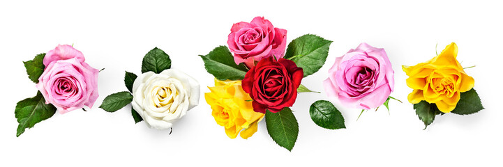 Colorful rose flowers with leaves banner isolated on white background.
