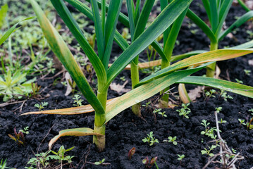 Young garlic grows in the ground. Close-up of young strong plants. Gardening concept. Selective focus. 