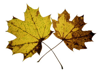  feuilles mortes sur fond transparent,PNG