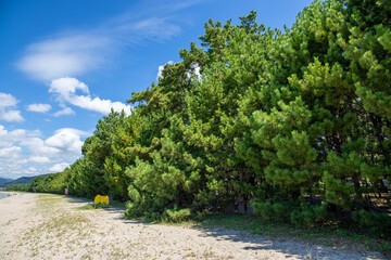 海岸の松林　日本
