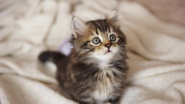 A small cute fluffy striped pet kitten is sitting on a fur blanket, looking at the camera
