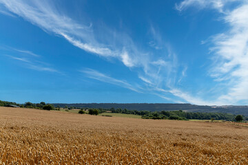 Low angle view of an agricultural field of growing wheat along the Cotswold Way, in the background...