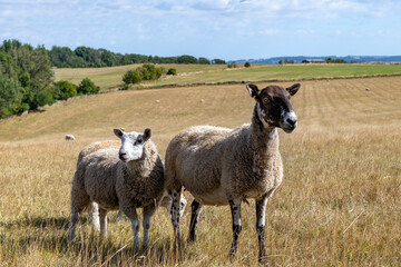Close up view of two sheep in the grass of an agricultural field in the Cotswolds, UK, one with black spots on the head and some sheep roaming in the field in the background