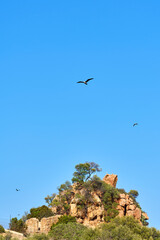 seagull over red rocks