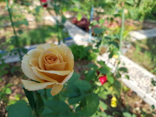 yellow rose in garden