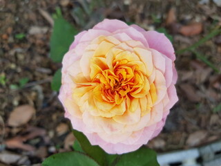 pink rose in the garden