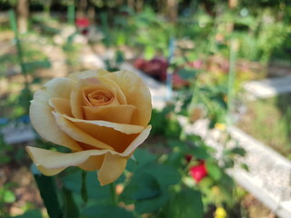 yellow roses in garden
