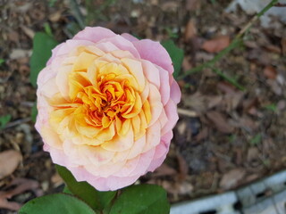 pink rose in the garden