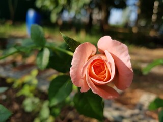 pink rose in garden