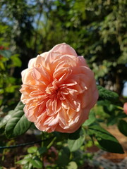 Orange Rose flower