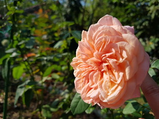 orange rose flower