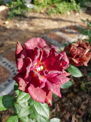 red rose in the rain