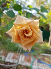 orange rose in the garden