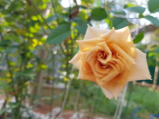 orange rose in the garden