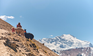 Llama pack and Native in Cordillera Vilcanota, Ausangate, Cusco, Peru