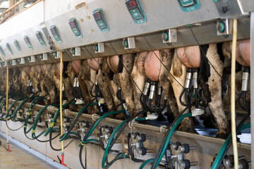 Modern milking parlor while milking cows