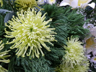 chrysanthemum flowers in the garden