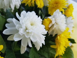 white chrysanthemum flowers