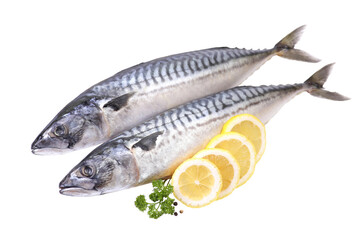 Fish mackerel isolated
