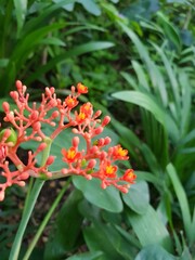 red and yellow flower