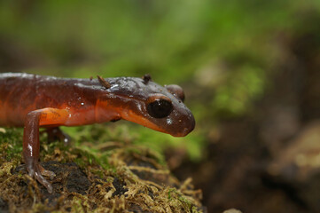 Closeup on a high red colored Souther Ensatina eschscholtzii salmaander with an all black eye