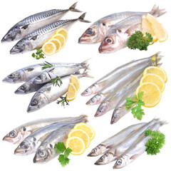 Fresh fish on the market isolated