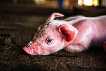 Cute newborn A week-old piglet  in the pig farm with other piglets, Close-up