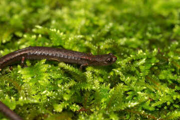 Closeup on a Hell Hollow Slender Salamander, Batrachoseps diabolicus sitting on green moss