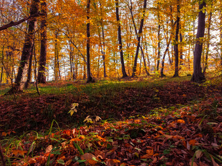 Colorful autumn in a deciduous forest. Yellow leaves on the trees. Nature in golden tones....