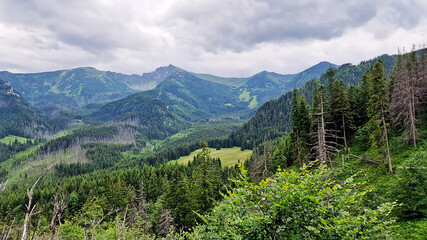 mountain view and forest  in the summer
