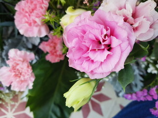 pink carnation flowers