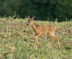 Portrait d'un jeune brocard marchant dans un champ naturel sous une belle lumière de fin de journée