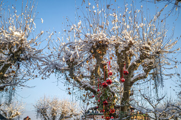 Snow-Covered Tree with Red Christmas Balls at the Christmas Market