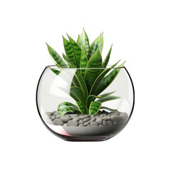 Plant Pot Isolated on Transparent or White Background, PNG