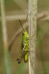 Vertical closeup on a male Common European meadow grasshopper, Pseudochorthippus parallelus