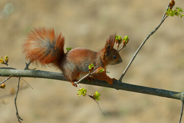 Squirrel sitting on a tree branch and eating young shoots of leaves