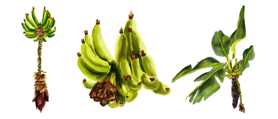 Foto op Plexiglas Set of watercolor botanical illustration of a bunch of green bananas on a tree. Hand-drawn bunch of banana tree. © Nadine.de.trevile