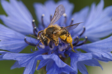Closeup on a brown hairy female mining bee, Andrena , on a blue cornflower