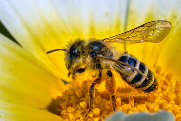 Closeup from a little bee full of pollen from a daisy, in Greece