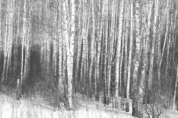 Black and white birch trees in winter on snow